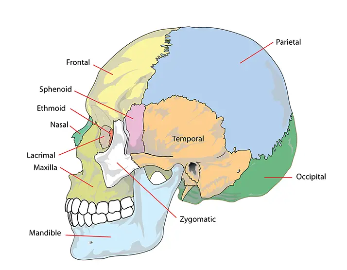 Chiropractic Wall Township NJ TMJ Skeleton